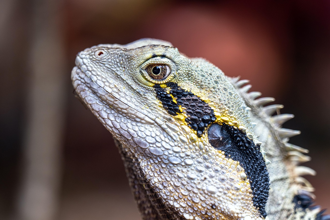 Best Live Dragon Tiger Online Signup: Step-by-Step Guide for India (2027)